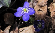 29 Hepatica...